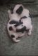 Morkie Puppies for sale in Paso Robles, CA 93446, USA. price: NA
