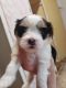 Morkie Puppies for sale in Oklahoma City, OK, USA. price: $600