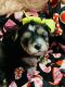 Morkie Puppies for sale in Greenville, TX, USA. price: NA