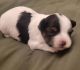 Morkie Puppies for sale in Paso Robles, CA 93446, USA. price: $1,600
