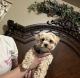 Morkie Puppies for sale in Fruitland, ID 83619, USA. price: $1,200