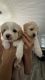 Morkie Puppies for sale in Fort Mill, SC 29715, USA. price: NA