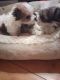 Morkie Puppies for sale in Raleigh, NC, USA. price: $1,000