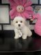Morkie Puppies for sale in Corona, CA, USA. price: NA