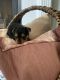 Morkie Puppies for sale in Asheville, NC, USA. price: NA
