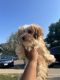 Morkie Puppies for sale in Sioux City, IA, USA. price: $800