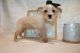 Morkie Puppies for sale in Jacksonville, FL, USA. price: $1,750