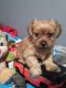 Morkie Puppies for sale in Grant, MI 49327, USA. price: $800