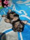 Morkie Puppies for sale in Grant, MI 49327, USA. price: $800