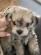 Morkie Puppies for sale in Dover, DE, USA. price: NA