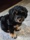 Morkie Puppies for sale in Newport News, VA, USA. price: NA