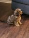 Morkie Puppies for sale in Newport News, VA, USA. price: $500