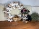 Morkie Puppies for sale in Webster, FL 33597, USA. price: $1,250