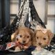 Morkie Puppies for sale in Corona, CA, USA. price: NA