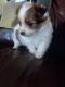 Morkie Puppies for sale in Smethport, PA 16749, USA. price: NA