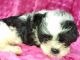 Morkie Puppies for sale in Marydell, KY 40741, USA. price: NA