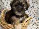 Morkie Puppies for sale in Jonestown, TX, USA. price: NA
