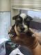 Morkie Puppies for sale in Pinetta, FL 32350, USA. price: NA