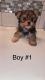 Morkie Puppies for sale in Joshua, TX, USA. price: NA