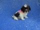Morkie Puppies for sale in Hacienda Heights, CA, USA. price: NA