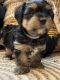 Morkie Puppies for sale in Hawthorne, NJ, USA. price: NA