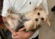 Morkie Puppies for sale in Eagan, MN, USA. price: NA