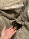 Morkie Puppies for sale in Learned, MS, USA. price: $850
