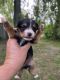 Morkie Puppies for sale in Fulton, NY 13069, USA. price: $800