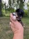 Morkie Puppies for sale in Fulton, NY 13069, USA. price: $800
