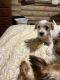 Morkie Puppies for sale in Fulton, NY 13069, USA. price: $600