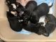Morkie Puppies for sale in Chelsea, AL 35043, USA. price: NA