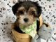 Morkie Puppies for sale in Jonestown, TX, USA. price: NA