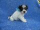 Morkie Puppies for sale in Hacienda Heights, CA, USA. price: $699