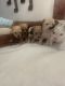 Morkie Puppies for sale in Goldsboro, NC, USA. price: $900