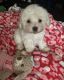 Morkie Puppies for sale in Spring Lake, NC, USA. price: $1,000
