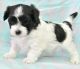 Morkie Puppies for sale in 14530 County Cress Dr, Houston, TX 77047, USA. price: NA