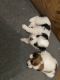 Morkie Puppies for sale in Loretto, TN 38469, USA. price: $1,200
