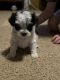 Morkie Puppies for sale in Bonne Terre, MO 63628, USA. price: $1,000