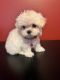 Morkie Puppies for sale in Chattanooga, TN, USA. price: NA