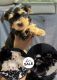 Morkie Puppies for sale in 7600 Barlowe Rd, Hyattsville, MD 20785, USA. price: NA