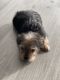 Morkie Puppies for sale in Elgin, SC, USA. price: NA