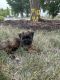 Morkie Puppies for sale in Owatonna, MN, USA. price: $600