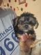 Morkie Puppies for sale in Rogersville, TN 37857, USA. price: NA
