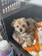 Morkie Puppies for sale in Savannah, GA, USA. price: NA