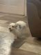 Morkie Puppies for sale in Seadrift, TX 77983, USA. price: NA