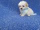 Morkie Puppies for sale in Hacienda Heights, CA, USA. price: $699