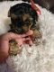 Morkie Puppies for sale in Wickenburg, AZ 85390, USA. price: NA