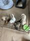 Morkie Puppies for sale in New Martinsville, WV 26155, USA. price: NA
