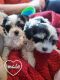 Morkie Puppies for sale in Rockford, IL, USA. price: $300
