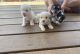 Morkie Puppies for sale in Corinth, TX 76210, USA. price: $650